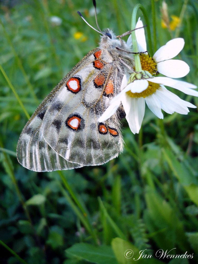 Apollovlinder, Parnassius phoebus.jpg